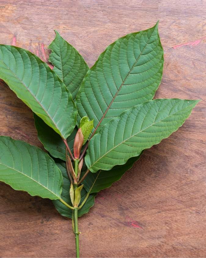 Rotes Kratom kaufen im Online-Shop