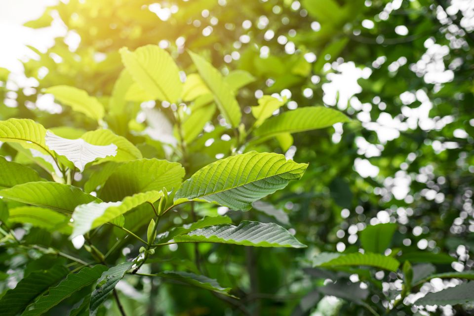 Kratom Baum Wissenschaftlicher Beitrag