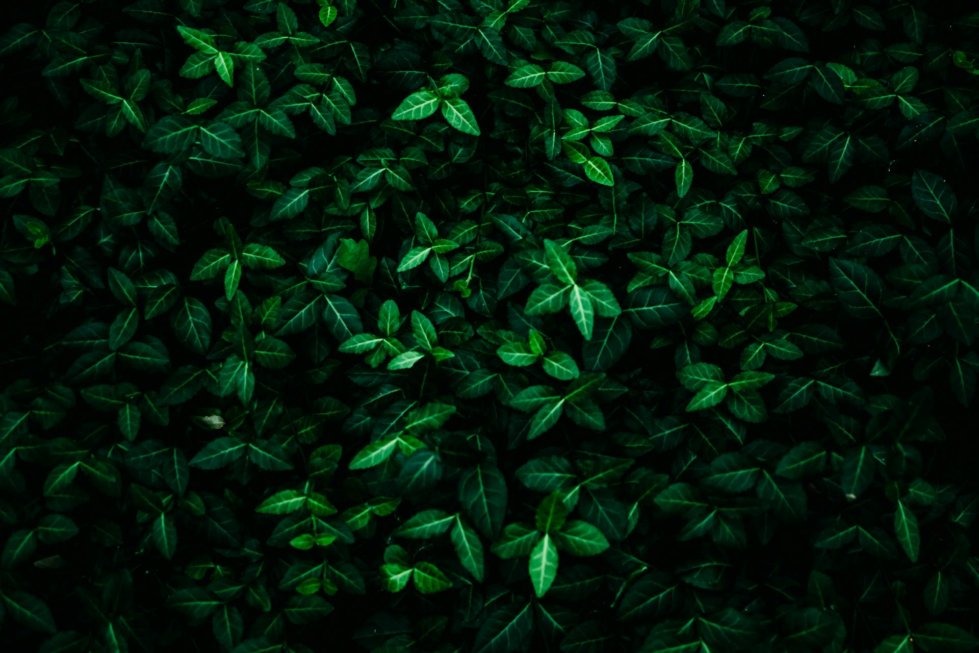 Kratom Shop - Kratomshop24